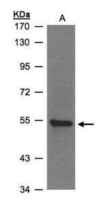 ZNF157 Polyclonal Antibody