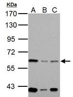 MOX1 Antibody in Western Blot (WB)