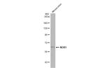 MOX1 Antibody in Western Blot (WB)