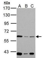 MOX1 Antibody in Western Blot (WB)