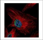 UHRF1 Polyclonal Antibody