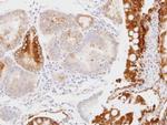 GPD1 Antibody in Immunohistochemistry (Paraffin) (IHC (P))