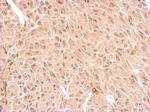 CNPase Antibody in Immunohistochemistry (Paraffin) (IHC (P))