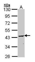 CNPase Antibody in Western Blot (WB)
