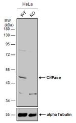 CNPase Antibody in Western Blot (WB)