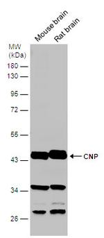 CNPase Antibody in Western Blot (WB)
