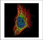 RPS3 Polyclonal Antibody