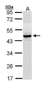 HPD Polyclonal Antibody