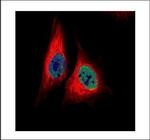 TEAD4 Polyclonal Antibody