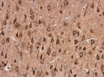 GABRA1 Antibody in Immunohistochemistry (Paraffin) (IHC (P))