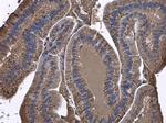 Arginase 2 Antibody in Immunohistochemistry (Paraffin) (IHC (P))