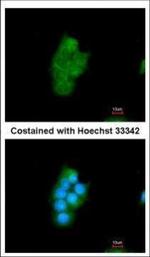 Cyclophilin 40 Antibody in Immunocytochemistry (ICC/IF)