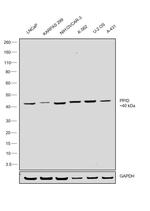 Cyclophilin 40 Antibody in Western Blot (WB)