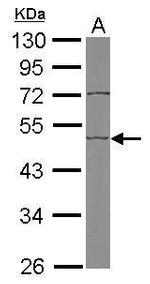 EDIL3 Antibody in Western Blot (WB)