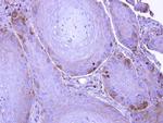 UBE1L Polyclonal Antibody