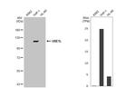 UBE1L Antibody in Western Blot (WB)