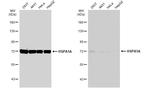 HSP70 Antibody in Western Blot (WB)