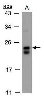 DUSP19 Antibody in Western Blot (WB)