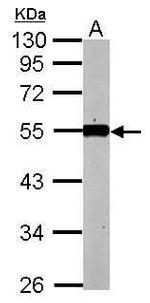 KLF12 Polyclonal Antibody