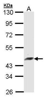 Arfaptin 2 Antibody in Western Blot (WB)