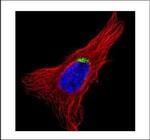 GOLGA5 Polyclonal Antibody