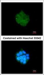 PDK3 Polyclonal Antibody