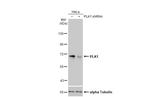 PLK1 Antibody in Western Blot (WB)