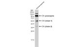 C1r Antibody in Western Blot (WB)
