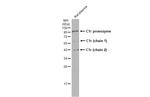 C1r Antibody in Western Blot (WB)