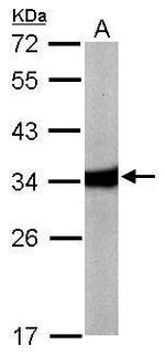 HAAO Polyclonal Antibody