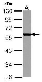 CD27 Antibody in Western Blot (WB)