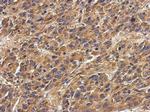 HLA-DPA1 Antibody in Immunohistochemistry (Paraffin) (IHC (P))