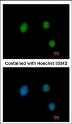 PAX9 Polyclonal Antibody