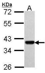 PAX9 Antibody in Western Blot (WB)