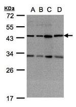 DNAJC17 Polyclonal Antibody