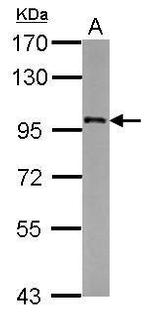 FAM48A Polyclonal Antibody