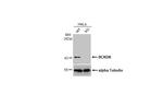 BCKDK Antibody in Western Blot (WB)