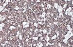 IL-1RAcP Polyclonal Antibody
