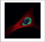 ETS2 Antibody in Immunocytochemistry (ICC/IF)