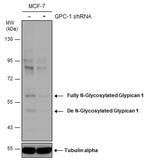 Glypican 1 Antibody in Western Blot (WB)