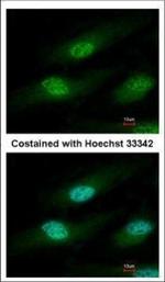 IFRD1 Polyclonal Antibody