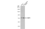FUBP1 Antibody in Western Blot (WB)