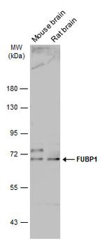 FUBP1 Antibody in Western Blot (WB)