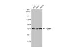 FUBP1 Antibody in Western Blot (WB)