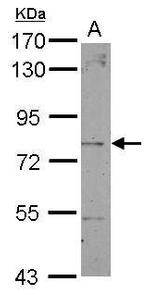DTNB Antibody in Western Blot (WB)