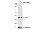AKR1C3 Antibody in Western Blot (WB)