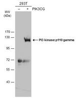 PIK3CG Antibody in Western Blot (WB)