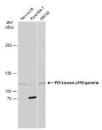 PIK3CG Antibody in Western Blot (WB)