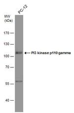 PIK3CG Antibody in Western Blot (WB)
