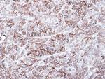 FZD8 Antibody in Immunohistochemistry (Paraffin) (IHC (P))